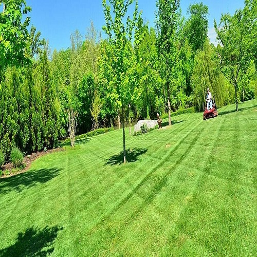 بذر چمن گرمسیری
