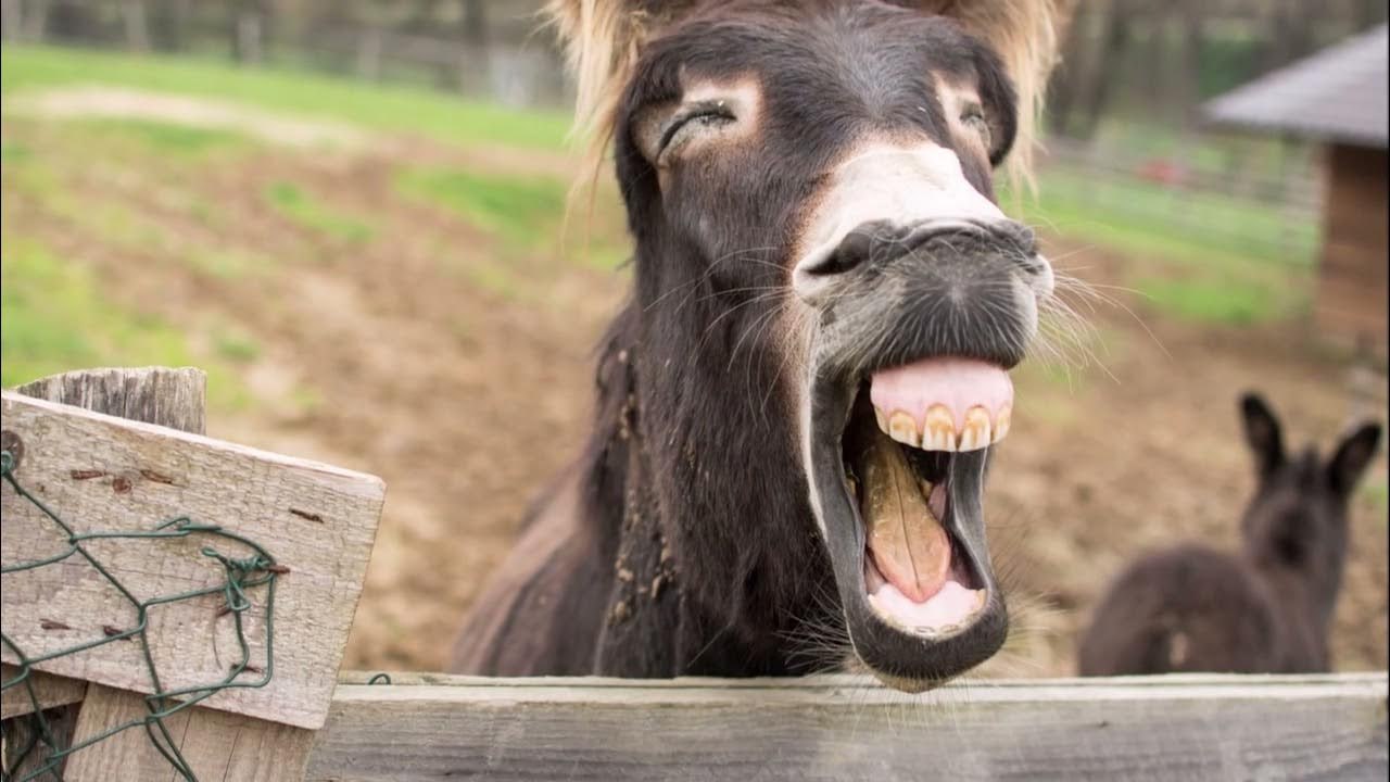 خرها بامزه‌اند اما اسب نیستند