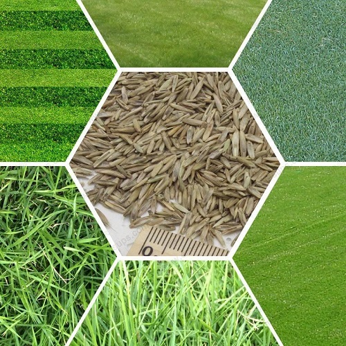 انواع بذر چمن