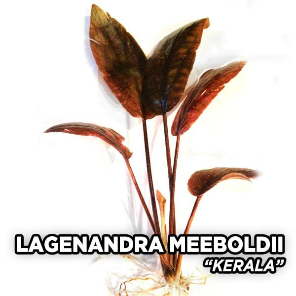 لاجناندرا میبلدی کرالا Lagenandra Meeboldii Kerala لاجناندرا میبلدی کرالا Lagenandra Meeboldii Kerala