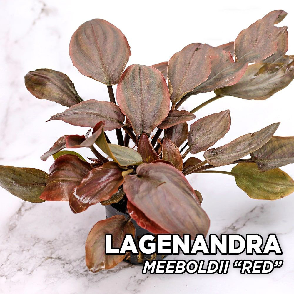 لاجناندرا میبلدی قرمز Lagenandra meeboldii Red