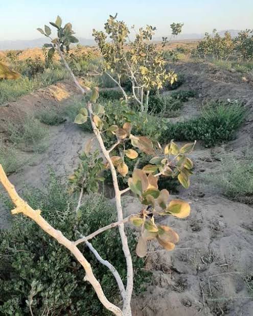 زمین شور- برگ ها در تصویر از سر سوزنی خشک شده اند