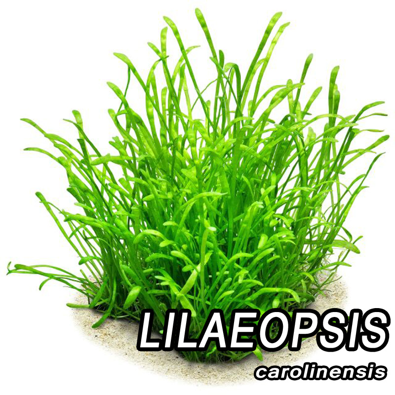 لیلائوپسیس کارولیننسیس Lilaeopsis carolinensis