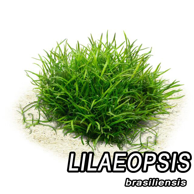 لیلائوپسیس برازیلینسیس Lilaeopsis brasiliensis لیلائوپسیس برازیلینسیس Lilaeopsis brasiliensis
