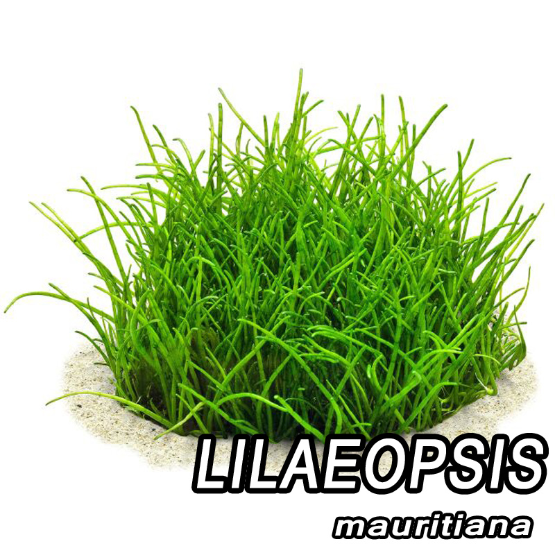 لیلائوپسیس موریتیانا Lilaeopsis mauritiana لیلائوپسیس موریتیانا Lilaeopsis mauritiana