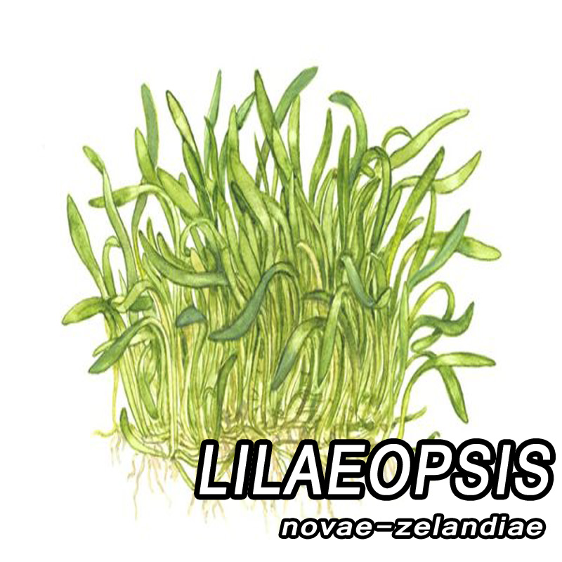 لیلائوپسیس یاس بنفش نیوزیلندی lilaeopsis novae-zelandiae لیلائوپسیس یاس بنفش نیوزیلندی lilaeopsis novae-zelandiae