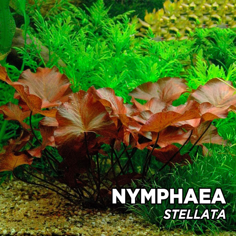 نیلوفر استلاتا Nymphaea Stellata نیلوفر استلاتا Nymphaea Stellata