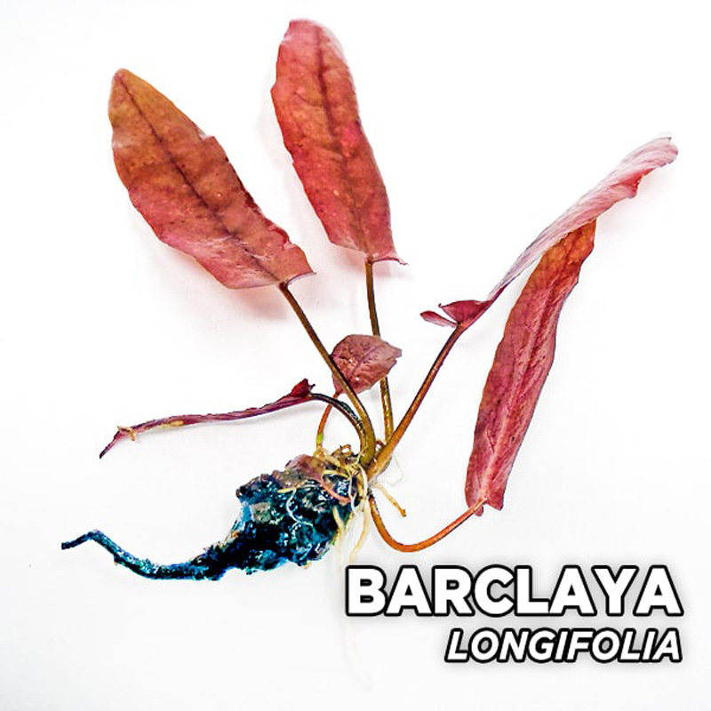 بارکلایا لانگیفولیا Barclaya longifolia بارکلایا لانگیفولیا Barclaya longifolia