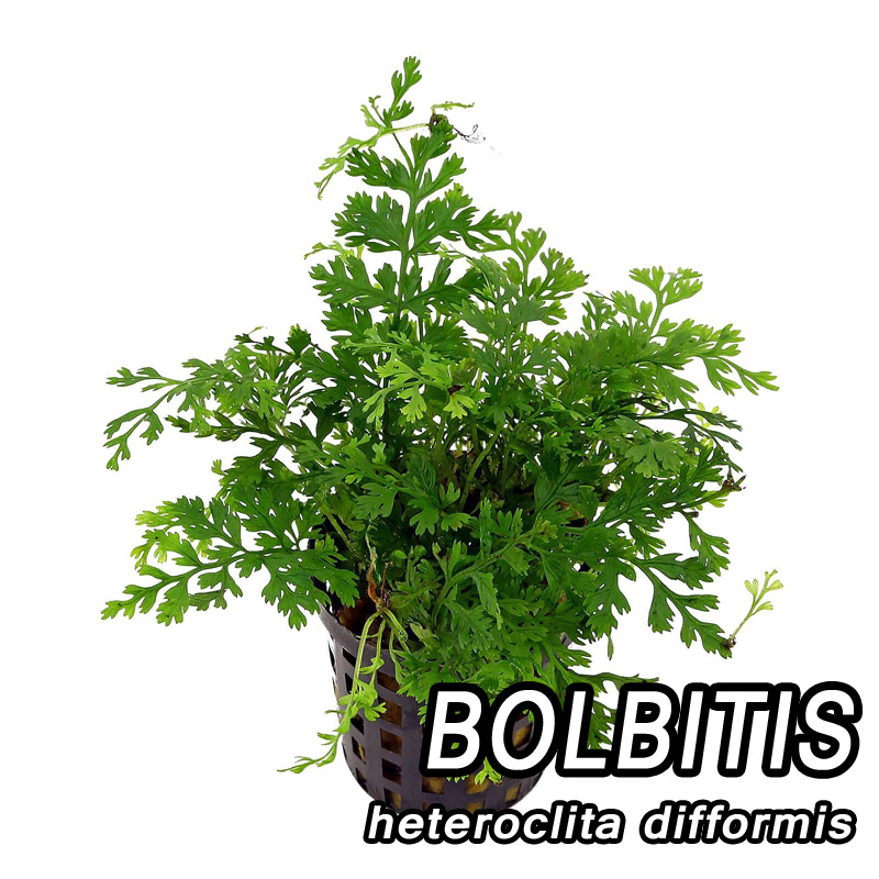 بولبیتیس دیفورمیس bolbitis difformis بولبیتیس دیفورمیس bolbitis difformis