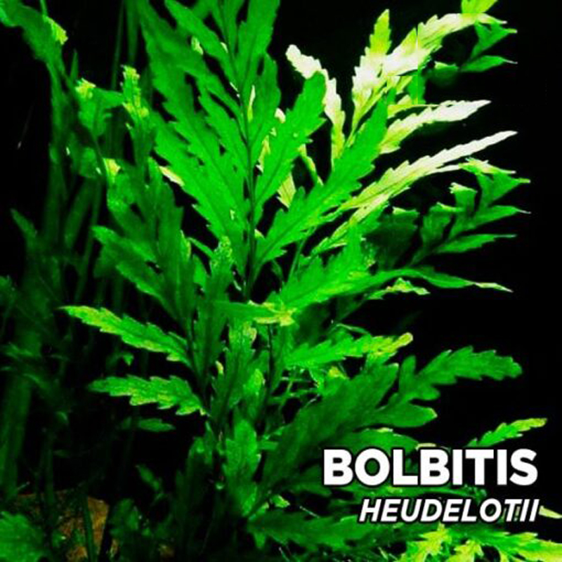 بولبیتیس هئودلوتی Bolbitis heudelotii بولبیتیس هئودلوتی Bolbitis heudelotii