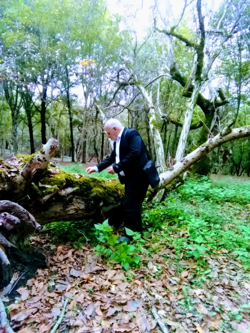 آغوزی جنگل چلکاچین دارابکلا دامنه