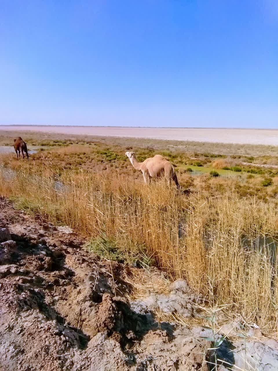 شتر ۱۱ آبان ۱۴۰۴ آزادراه گرمسار به قم عکاس: دامنه