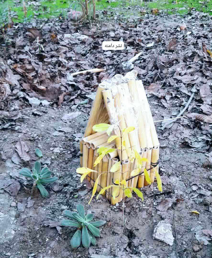 خرد در خردسالی کاری از امیرطاها طالبی دارابی